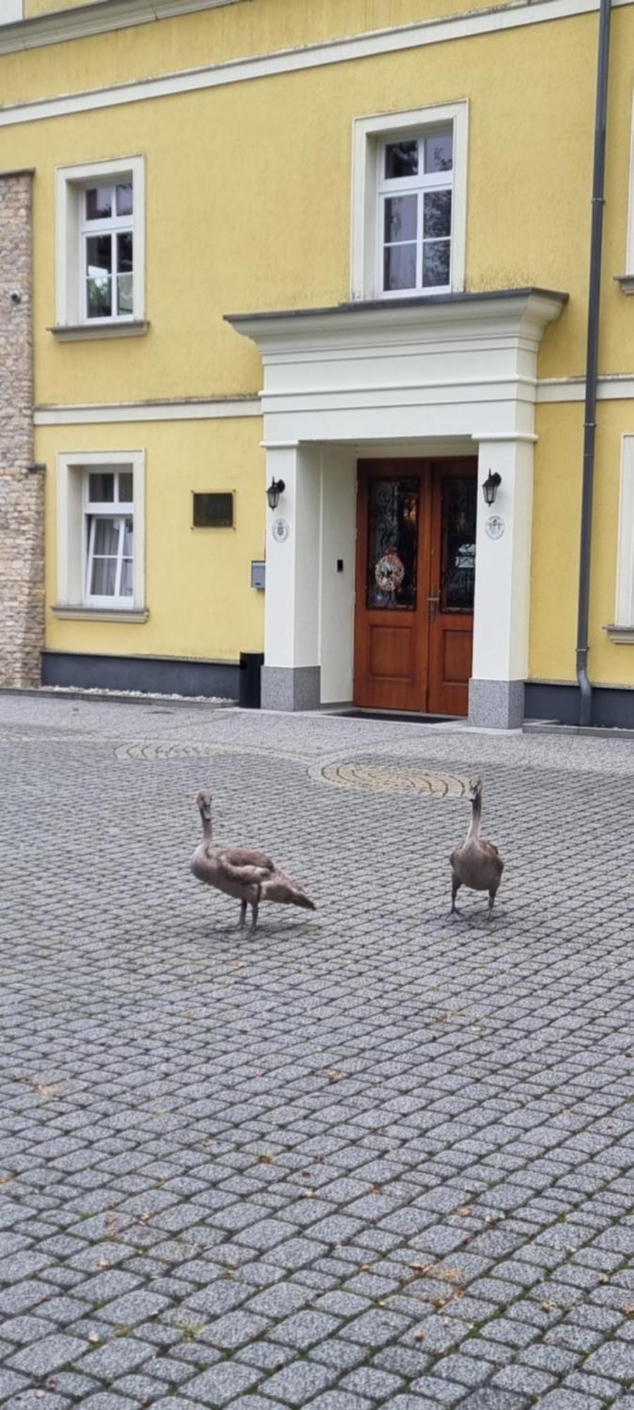 Palac Lucja Bb Zakrzów Exteriör bild